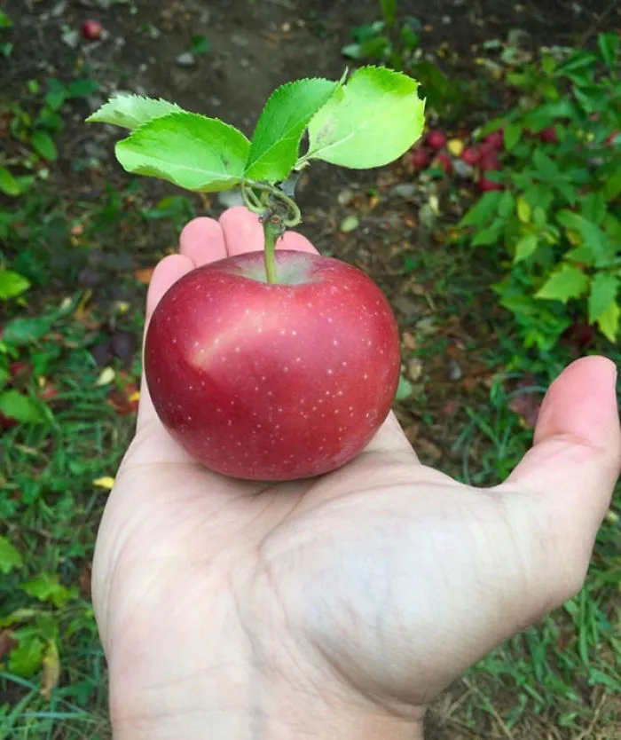 This Apple