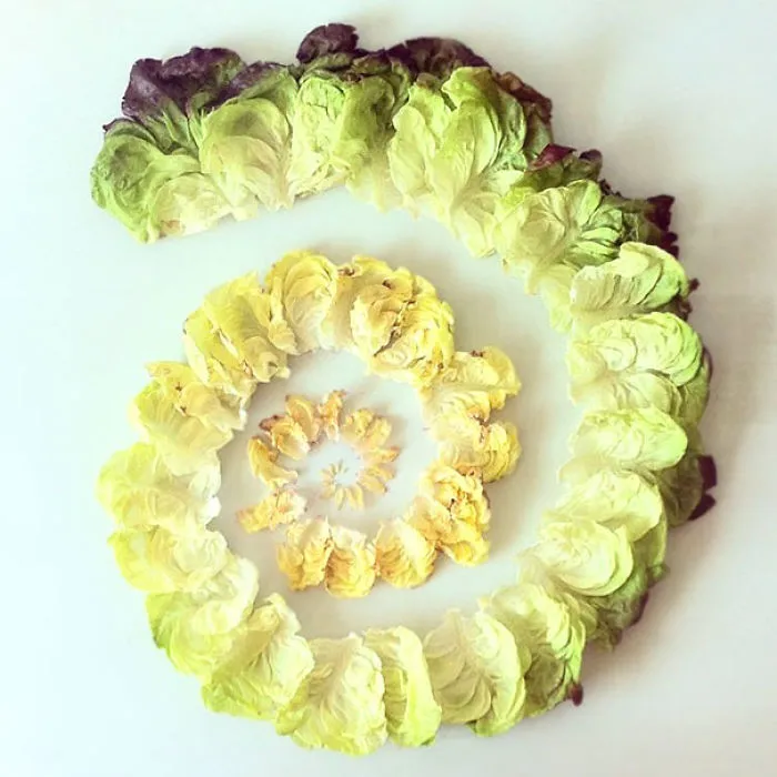 This Spiral From A Lettuce