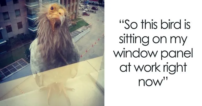 There's A New Trend Where People Share Unusual Friends Visiting Their Windows, And We Can't Get Enough