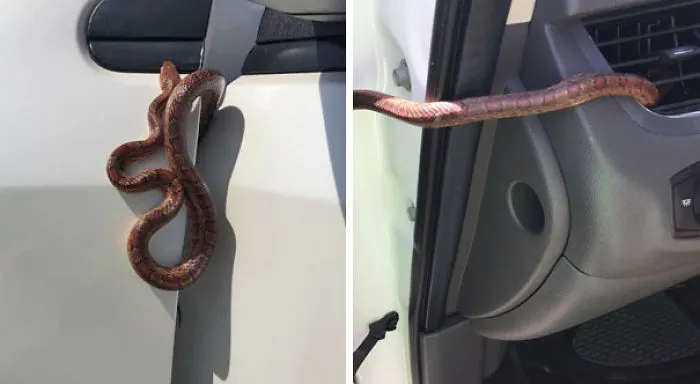 Mi madre casi estrella el coche porque comenzó a salir una serpiente de las ranuras de ventilación