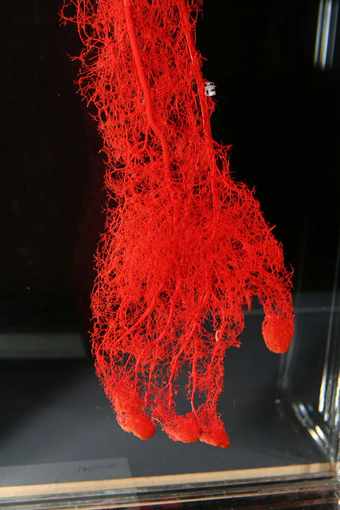 Vasos sanguíneos de la mano