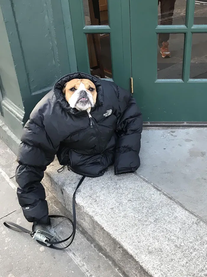 Hacía tanto frío que le puse mi abrigo al perro