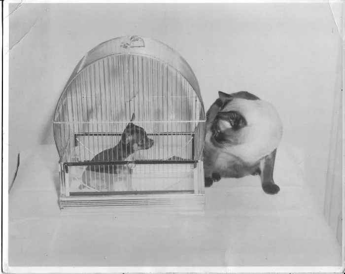 I Collect Vintage Siamese Cat Photos