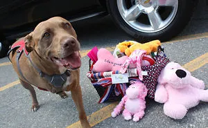 64 Times Dogs Surprised Humans With Their Incredibly Heroic Acts