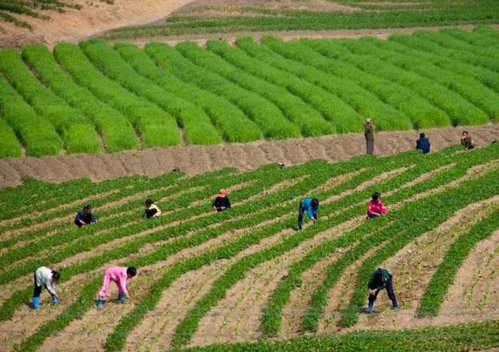 Children working on the field 