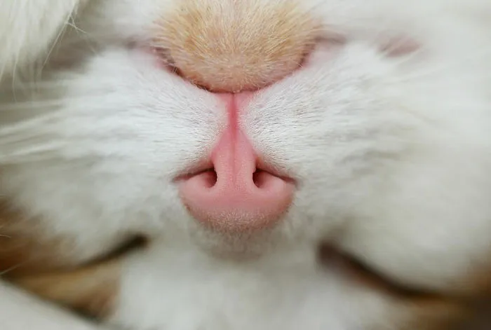 93 Close-Ups Of Cat Noses To Make Your Day