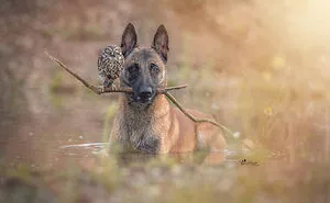These 50 Photos Of Ingo The Dog And His Owl Friends Is The Only Thing You Need To See Today
