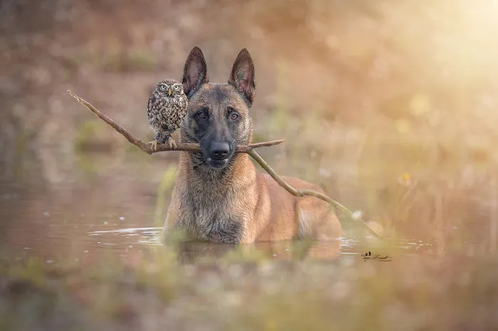 Dog-Ingo-Owl-Friends-Tanja-Brandt