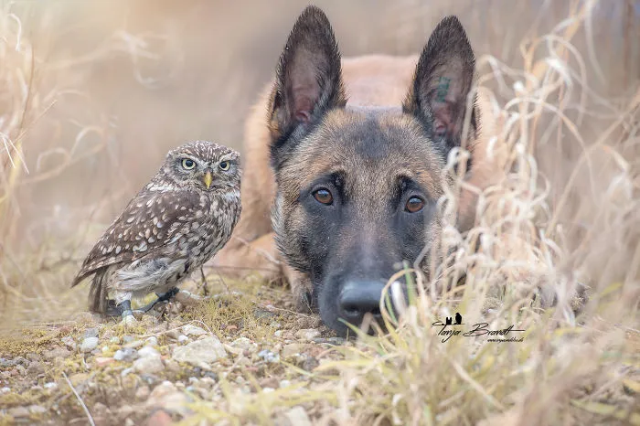 These 50 Photos Of Ingo The Dog And His Owl Friends Is The Only Thing You Need To See Today