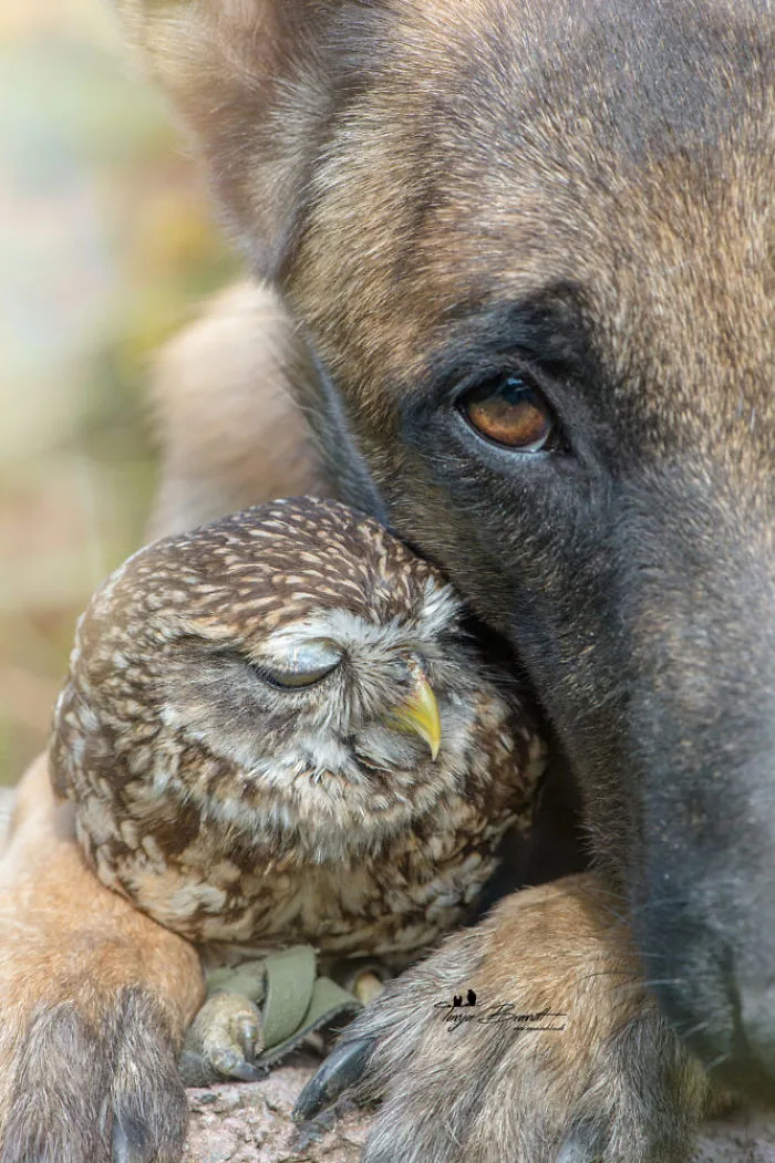 30+ Fotos del perro Ingo y sus amigos búhos que son lo único que necesitas ver hoy