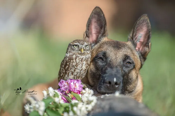 These 50 Photos Of Ingo The Dog And His Owl Friends Is The Only Thing You Need To See Today