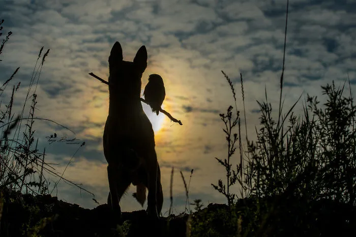 30+ Fotos del perro Ingo y sus amigos búhos que son lo único que necesitas ver hoy