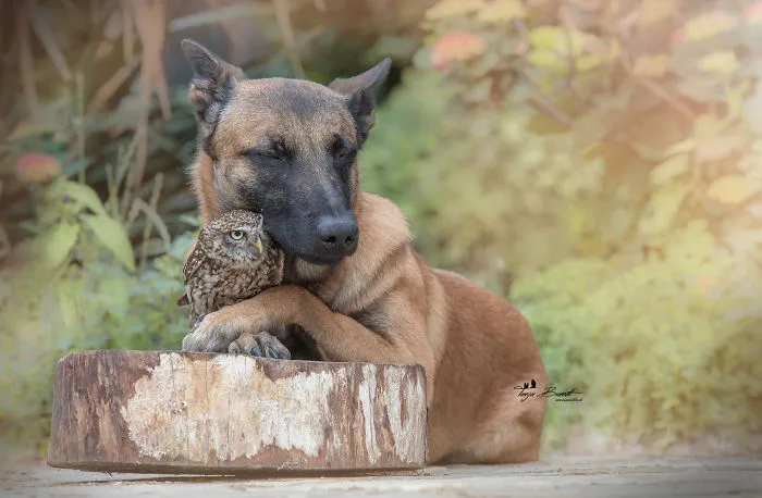 30+ Fotos del perro Ingo y sus amigos búhos que son lo único que necesitas ver hoy