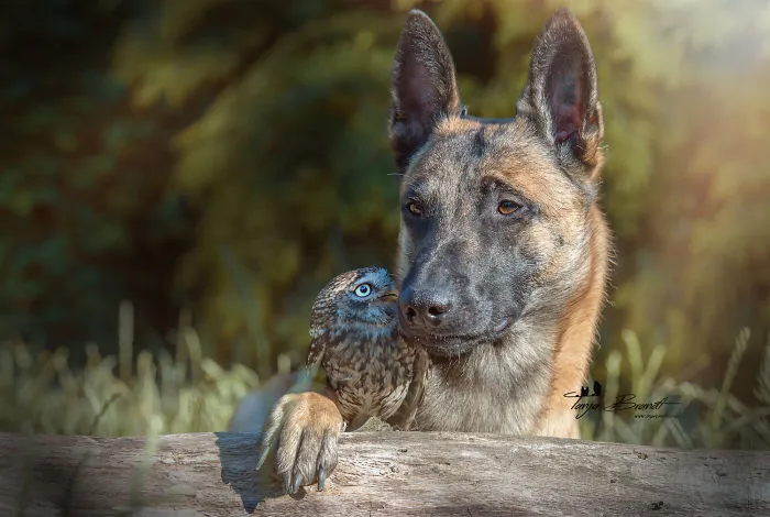 These 50 Photos Of Ingo The Dog And His Owl Friends Is The Only Thing You Need To See Today