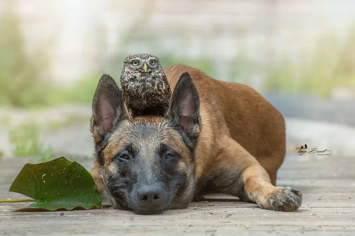 30+ Fotos del perro Ingo y sus amigos búhos que son lo único que necesitas ver hoy
