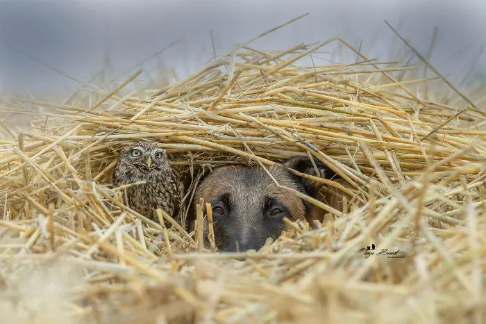These 50 Photos Of Ingo The Dog And His Owl Friends Is The Only Thing You Need To See Today