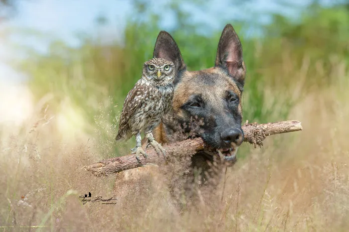 30+ Fotos del perro Ingo y sus amigos búhos que son lo único que necesitas ver hoy