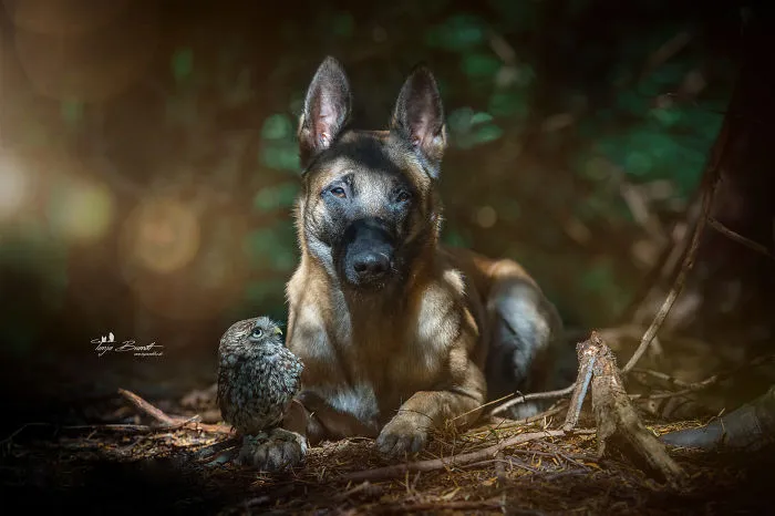 30+ Fotos del perro Ingo y sus amigos búhos que son lo único que necesitas ver hoy