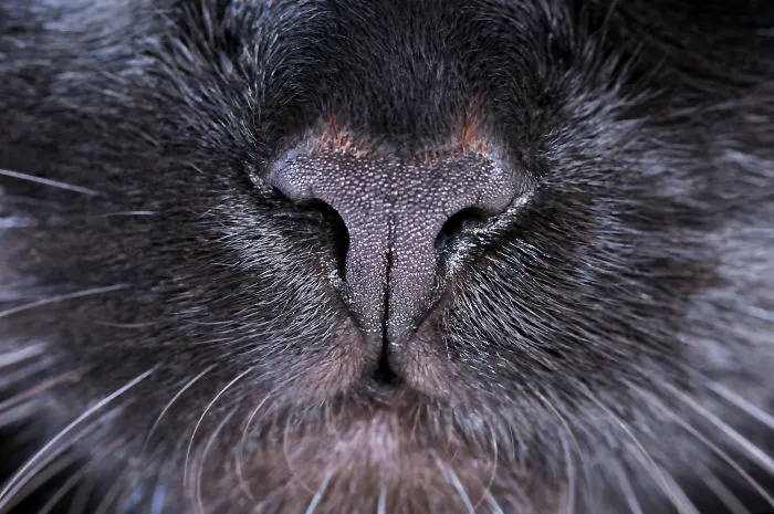 93 Close-Ups Of Cat Noses To Make Your Day
