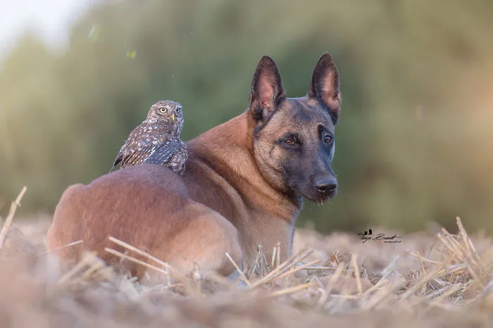 These 50 Photos Of Ingo The Dog And His Owl Friends Is The Only Thing You Need To See Today