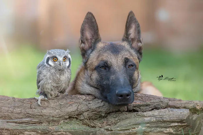30+ Fotos del perro Ingo y sus amigos búhos que son lo único que necesitas ver hoy