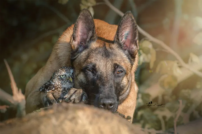 These 50 Photos Of Ingo The Dog And His Owl Friends Is The Only Thing You Need To See Today