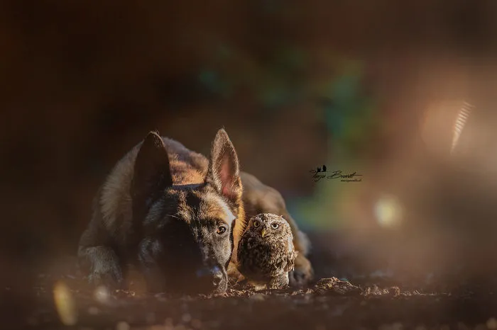 These 50 Photos Of Ingo The Dog And His Owl Friends Is The Only Thing You Need To See Today