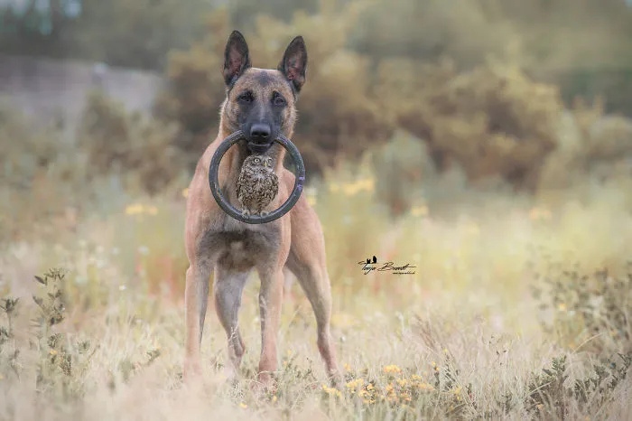 These 50 Photos Of Ingo The Dog And His Owl Friends Is The Only Thing You Need To See Today