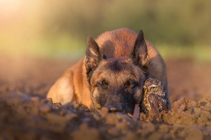 30+ Fotos del perro Ingo y sus amigos búhos que son lo único que necesitas ver hoy