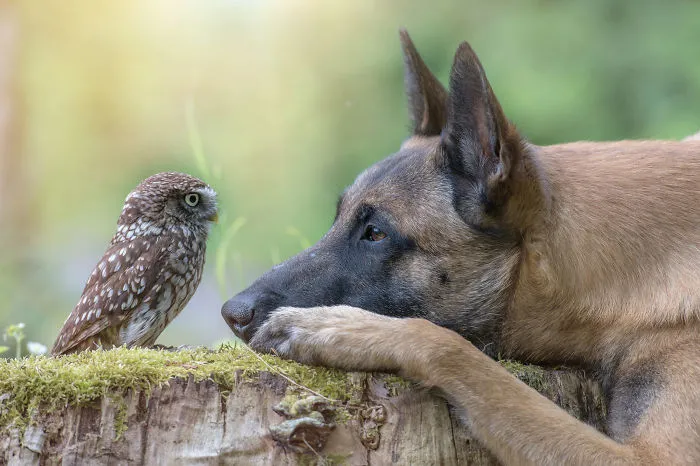30+ Fotos del perro Ingo y sus amigos búhos que son lo único que necesitas ver hoy