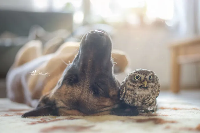 These 50 Photos Of Ingo The Dog And His Owl Friends Is The Only Thing You Need To See Today