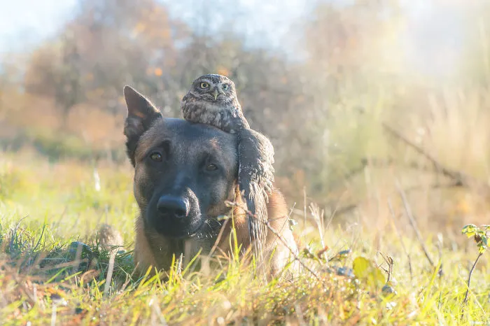 These 50 Photos Of Ingo The Dog And His Owl Friends Is The Only Thing You Need To See Today
