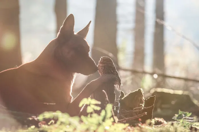 These 50 Photos Of Ingo The Dog And His Owl Friends Is The Only Thing You Need To See Today