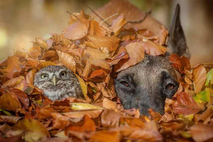 30+ Fotos del perro Ingo y sus amigos búhos que son lo único que necesitas ver hoy