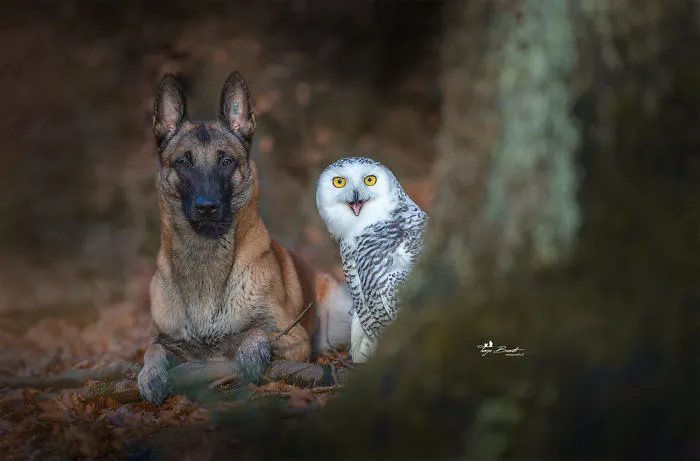 30+ Fotos del perro Ingo y sus amigos búhos que son lo único que necesitas ver hoy