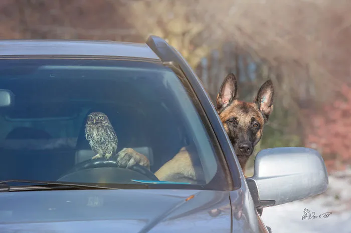 These 50 Photos Of Ingo The Dog And His Owl Friends Is The Only Thing You Need To See Today