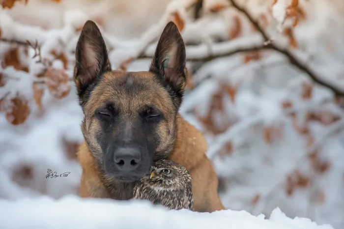 These 50 Photos Of Ingo The Dog And His Owl Friends Is The Only Thing You Need To See Today