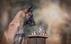 These 50 Photos Of Ingo The Dog And His Owl Friends Is The Only Thing You Need To See Today
