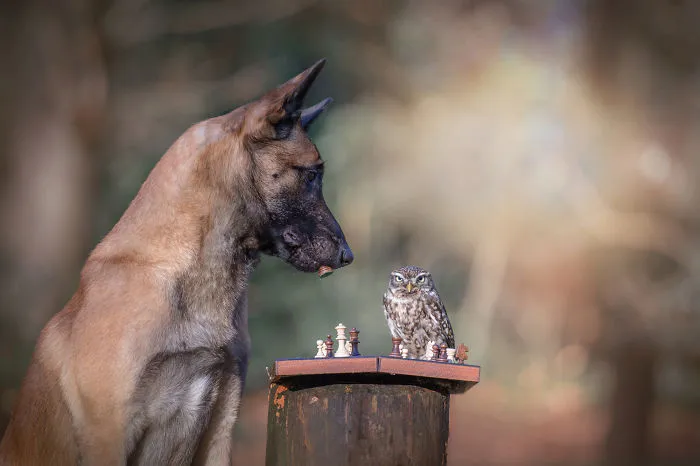 These 50 Photos Of Ingo The Dog And His Owl Friends Is The Only Thing You Need To See Today