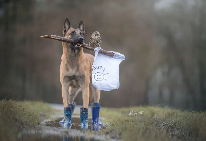 These 50 Photos Of Ingo The Dog And His Owl Friends Is The Only Thing You Need To See Today