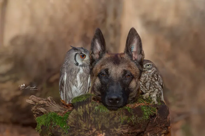 30+ Fotos del perro Ingo y sus amigos búhos que son lo único que necesitas ver hoy