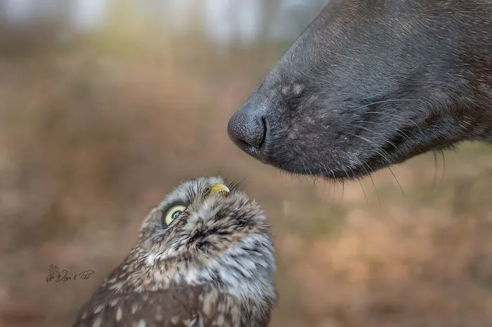 These 50 Photos Of Ingo The Dog And His Owl Friends Is The Only Thing You Need To See Today