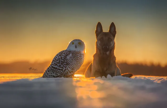 These 50 Photos Of Ingo The Dog And His Owl Friends Is The Only Thing You Need To See Today