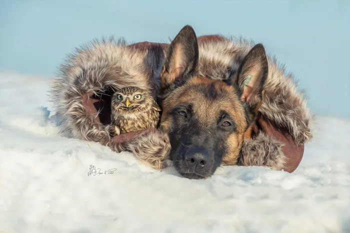 These 50 Photos Of Ingo The Dog And His Owl Friends Is The Only Thing You Need To See Today