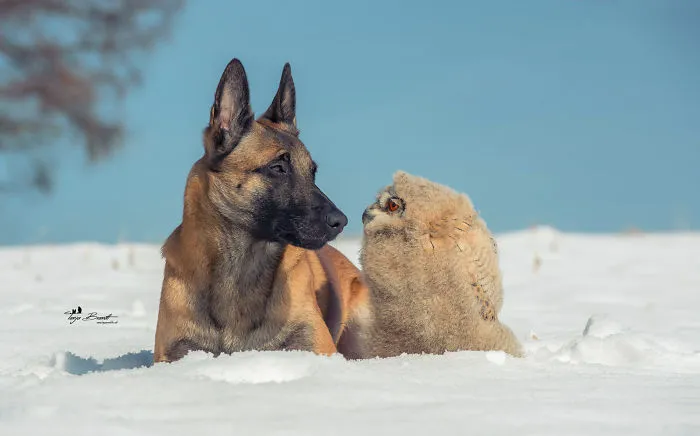 These 50 Photos Of Ingo The Dog And His Owl Friends Is The Only Thing You Need To See Today