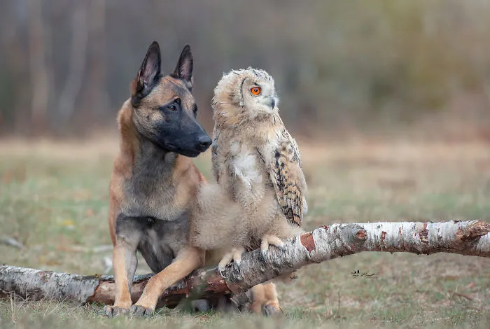 30+ Fotos del perro Ingo y sus amigos búhos que son lo único que necesitas ver hoy