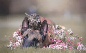 These 50 Photos Of Ingo The Dog And His Owl Friends Is The Only Thing You Need To See Today
