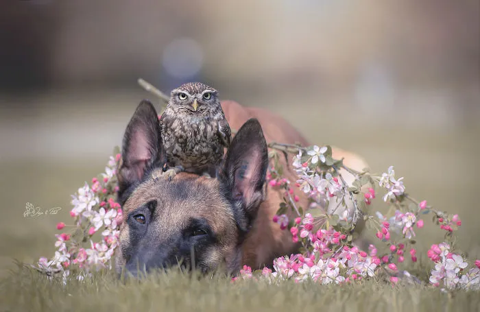These 50 Photos Of Ingo The Dog And His Owl Friends Is The Only Thing You Need To See Today