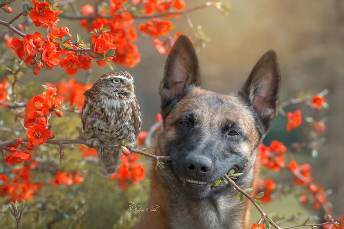 30+ Fotos del perro Ingo y sus amigos búhos que son lo único que necesitas ver hoy