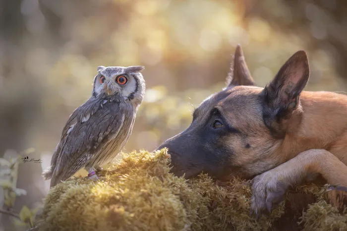These 50 Photos Of Ingo The Dog And His Owl Friends Is The Only Thing You Need To See Today